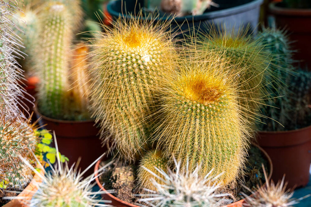 Magasin de plantes de jardin avec différentes plantes tropicales succulentes cactus verts en pots close up - Photo, image
