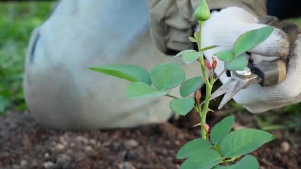 Εποχιακές εργασίες κήπου άνοιξη. Κοντινό πλάνο των χεριών των κηπουρών που κόβουν ένα ανθισμένο μπουμπούκι τριαντάφυλλου με ψαλίδι, ώστε το νεομεταφυτευμένο τριαντάφυλλο να αναπτυχθεί καλύτερα. Δεξιότητες κηπουρικής.  - Πλάνα, βίντεο