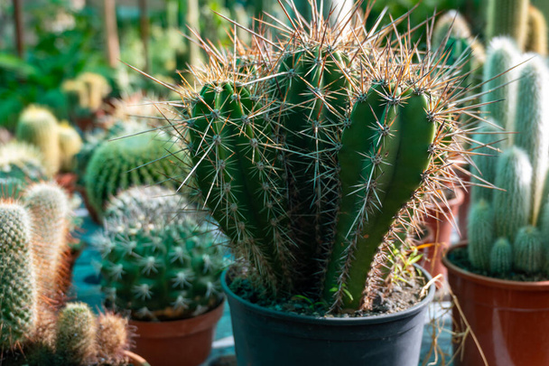 Magasin de plantes de jardin avec différentes plantes tropicales succulentes cactus verts en pots close up - Photo, image