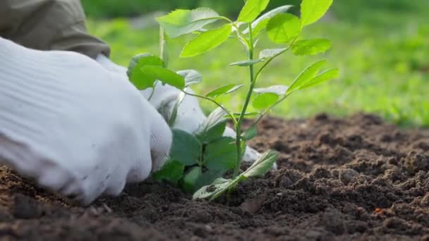 Rosen pflanzen. Frühling saisonale Gartenarbeit. Eine Gärtnerhand legt den Boden um eine neu gepflanzte Rose. Hochwertiges 4k Filmmaterial - Filmmaterial, Video