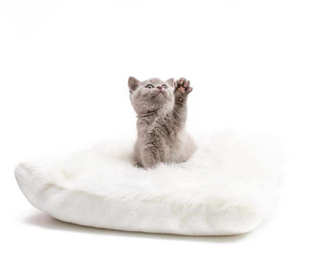 Чарівні британський маленький кошеня - Фото, зображення