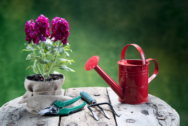 červené květy, konev, nástroje na dřevo stůl - Fotografie, Obrázek