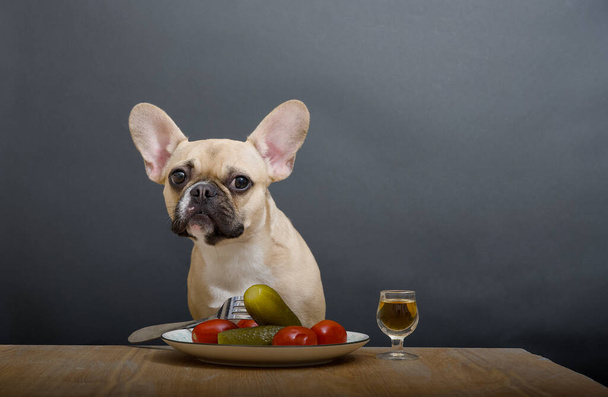 Чарівна бульдог собака сидить за столом з наповненим дробовим склом і тарілкою з солінням і помідорами як закуска. Лаконічний інтер'єр передає сумну атмосферу. - Фото, зображення