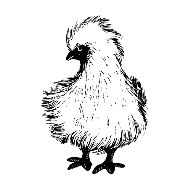 Funny silk hen poussin croquis à la main dessiné dans le style doodle - Vecteur, image