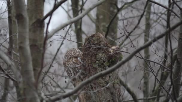 Ağaçta Uyuyan Baykuş, Arka Görüş, Yan Vuruş. Yüksek kalite 4k görüntü - Video, Çekim
