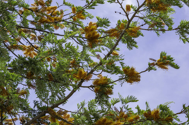 Grevillea Robusta, ή μεταξένια κλαδιά βελανιδιάς στο Blossom την άνοιξη - Φωτογραφία, εικόνα