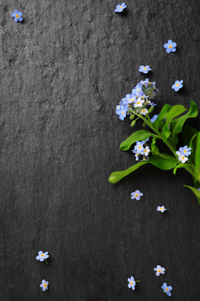 forget-me-not - Photo, Image