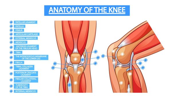 Medizinische Vektor-Infografiken zur Darstellung der Anatomie des Kniegelenks, einschließlich Knochen, Bänder, Sehnen und Knorpel, zur Veranschaulichung seiner Struktur und Funktion für medizinische Ausbildungszwecke - Vektor, Bild