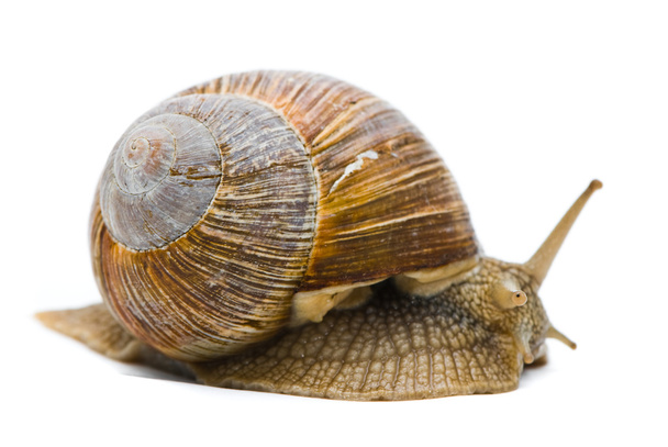 Helix pomatia. Big Roman snail on a white background. - Valokuva, kuva