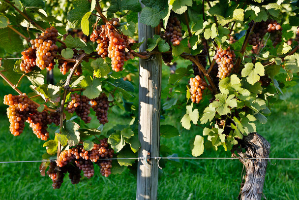 Raisins Pinot Gris mûrs biologiques sur la vigne prêts à être récoltés à l'automne situés dans la vallée de l'Okanagan, en Colombie-Britannique. - Photo, image