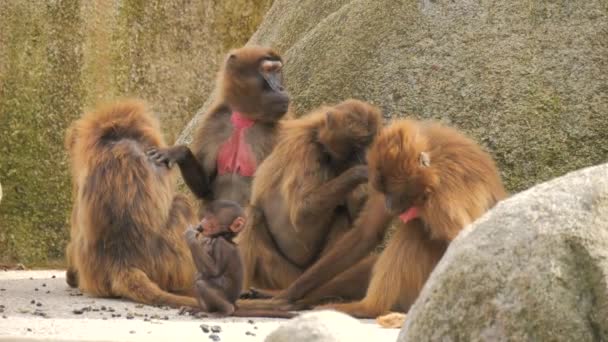 Rode aap familie. Een kleine baby aap naast de moeder aap zittend op de stenen slow motion - Video