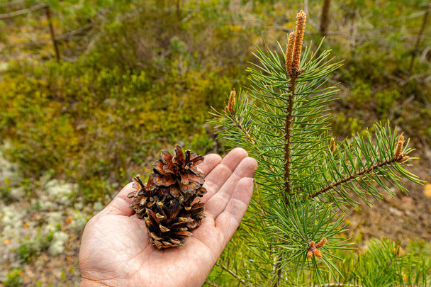 Conos de pino en la palma de un nuevo crecimiento en primavera en un bosque ecológicamente limpio - Foto, imagen