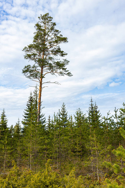 молодий ріст сосен навесні екологічно чистий ліс - Фото, зображення