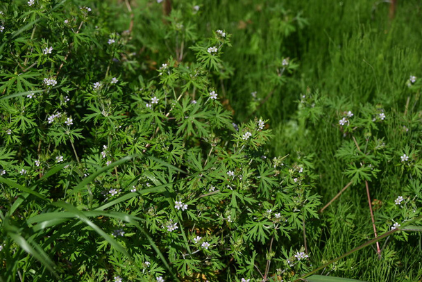 Sardunya carolinianum çiçekleri. Kuzey Amerika 'ya özgü bir Geraniaceae otu. Mayıs 'tan Haziran' a kadar soluk mor çiçekler üretir.. - Fotoğraf, Görsel