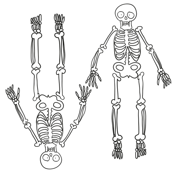 Ручной скелет
 - Вектор,изображение