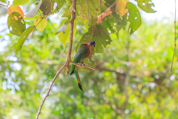 Rotbartvogel hockt auf dem Baum  - Foto, Bild