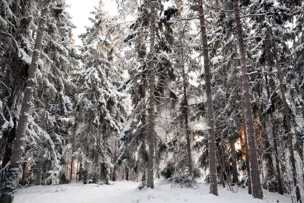 çam ağaçları içinde kar - Fotoğraf, Görsel