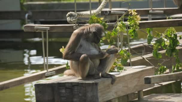 Μια αστεία μαϊμού κάθεται και γρατσουνίζεται σε αργή κίνηση. - Πλάνα, βίντεο
