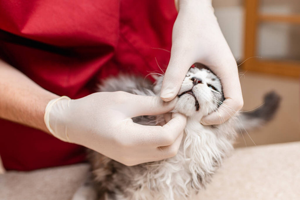Το καθαρόαιμο γατάκι εξετάζεται από κτηνίατρο, τα δόντια ελέγχονται σε κτηνιατρική κλινική. - Φωτογραφία, εικόνα