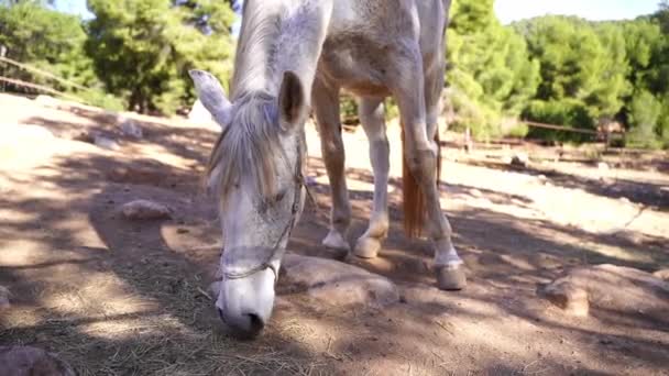 Close-up Cavalo branco em paddock, comendo feno, pasto em rocha de montanha de floresta, rancho fora. égua animal de fazenda - Filmagem, Vídeo