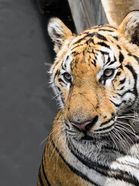 μια φωτογραφία μιας τίγρης που κοιτάζει την κάμερα με ένα θολό φόντο. - Φωτογραφία, εικόνα