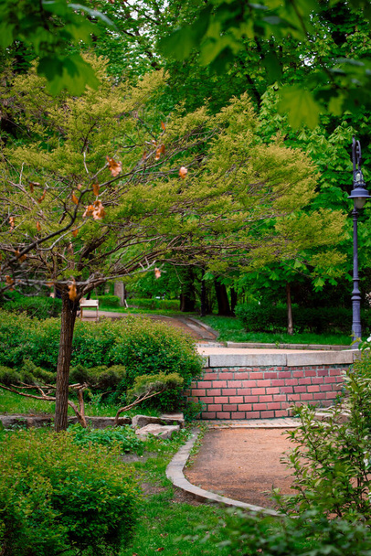 Осенний идиллический сквер парк пейзаж пространство зеленые деревья прогулочные тропы и обрезанные кусты, вертикальное фото - Фото, изображение