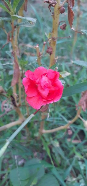 Impatiens Balsamina es una planta con flores perteneciente a la familia Balsaminaceae. También es conocido Balsam, Rose Balsam, Garden Balsam, Touch-me-not, Spotted Snapweed y Dopati. Su lugar nativo es la India. - Foto, Imagen