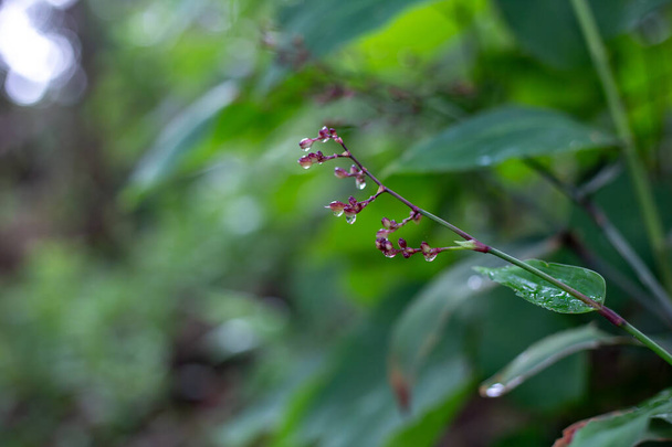 選択的な焦点,小さい紫色の野生の花は雨季の森で露出しました. たくさんの植物が育ちました. 熱帯雨林の新鮮さと涼しさを感じる. - 写真・画像