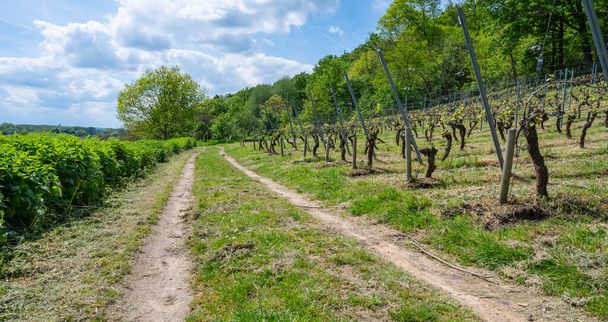 Strada di campagna lungo i vigneti d'uva sul monte Vineyard a Wezemaal, Hageland, Belgio. - Foto, immagini