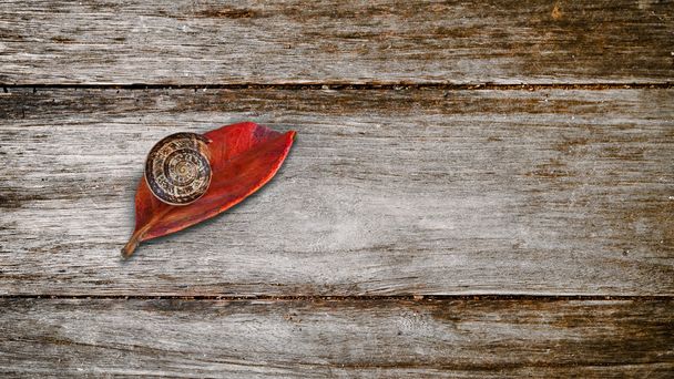 赤葉の上のカタツムリ - 写真・画像