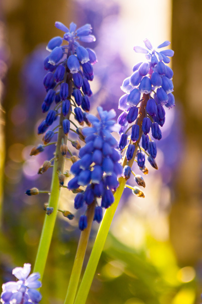 Jacintos de uva azul floreciendo
 - Foto, Imagen