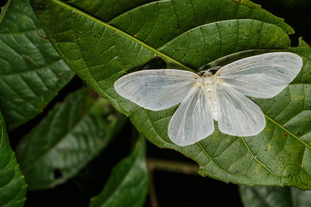 Genusa  simplex moth - Foto, afbeelding