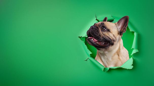 Un cachorro animado mira a través de un agujero en papel verde brillante, su lengua hacia fuera en una exhibición de alegría y entusiasmo - Foto, Imagen