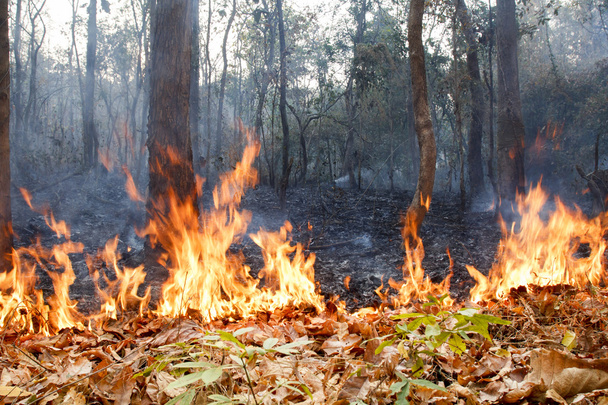 Bush fire in tropical forest - Photo, Image
