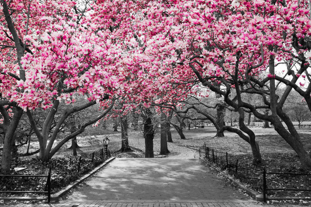 new york city - rosa Blüten in schwarz und weiß - Foto, Bild