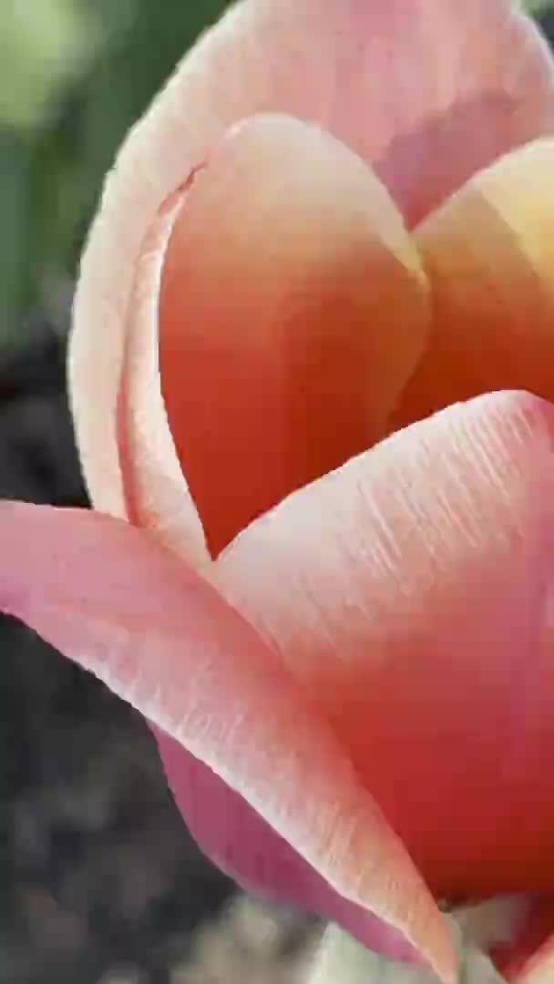 Όμορφο λουλούδι από κοντά - Πλάνα, βίντεο