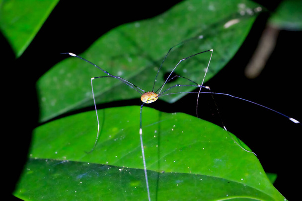 Capture détaillée d'une araignée à longues pattes d'un papa sur une feuille. Des couleurs vives et la lumière naturelle mettent en valeur le paysage de Wulai, New Taipei City. - Photo, image