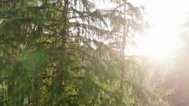 The sun breaks through the mist, illuminating a gentle river winding through a lush evergreen forest in Washington. The camera smoothly descends. 4K footage.  - Footage, Video