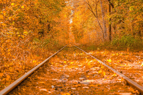 Podzimní les, kterým projíždí tramvaj, Kyjev a zábradlí - Fotografie, Obrázek
