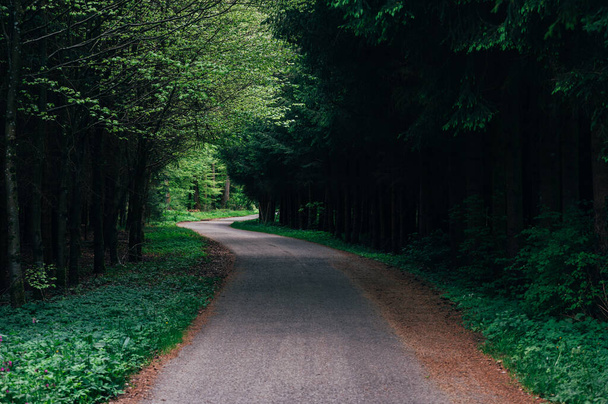 Крупный план Беговая или велосипедная дорожка с тенью под деревьями в общественном парке или лесу летом на зеленом фоне природы - Фото, изображение