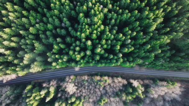 Perspectiva de drones capturando densas florestas de pinheiros perenes cortadas por estradas de asfalto sinuosas, com veículos em movimento. Perfeito para conteúdos relacionados com viagens sustentáveis e silvicultura. Filmagem 4K.  - Filmagem, Vídeo