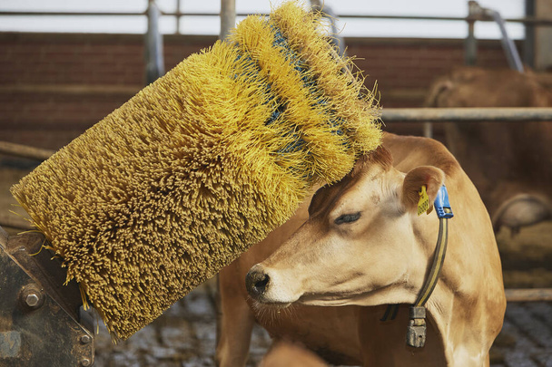 Egy vicces jersey-i tehén karmolja az ecsetet egy dániai farmon.. - Fotó, kép