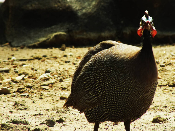 retrato de capacete guineafowl na luz do dia brilhante que olha uma comida. Um lindo pássaro africano. Numida meleagris - Foto, Imagem