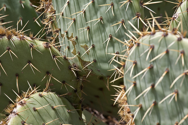  prickly plant - Φωτογραφία, εικόνα