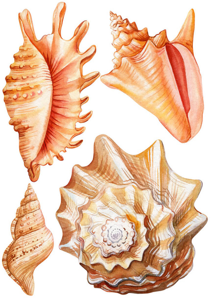 Conjunto conchas marinas sobre fondo blanco aislado, acuarela pintura ilustración conchas de mar clipart para imprimir, tarjeta, postal de diseño marino. ilustración de alta calidad - Foto, imagen
