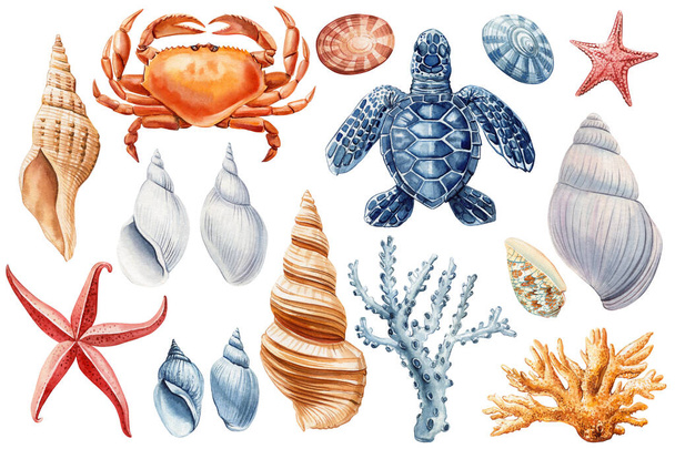 Deniz kabukları, deniz yıldızı kaplumbağası, yengeç ve mercan suluboya klipleri. İzole edilmiş beyaz arka planda güzel deniz tasarımı elementleri. Yüksek kaliteli illüstrasyon - Fotoğraf, Görsel