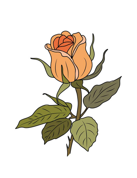 Rózsa Június Születés hónap virág színes vektor illusztráció elszigetelt fehér háttér. Modern minimalista design logó, tetoválás, fali művészet, poszter, csomagolás, matricák. Barack narancs rózsa. - Vektor, kép