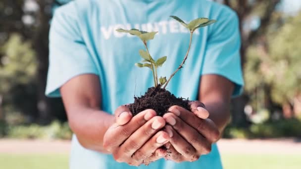 Φυτό, φροντίδα και τα χέρια του ατόμου υπαίθρια για να υποστηρίξει και εθελοντικά να αναπτυχθούν κήπο στην κοινότητα. Βιώσιμη, κηπουρική και φύλλα στο έδαφος στη γη ημέρα με φιλανθρωπία για να βοηθήσει στη γεωργία closeup. - Πλάνα, βίντεο