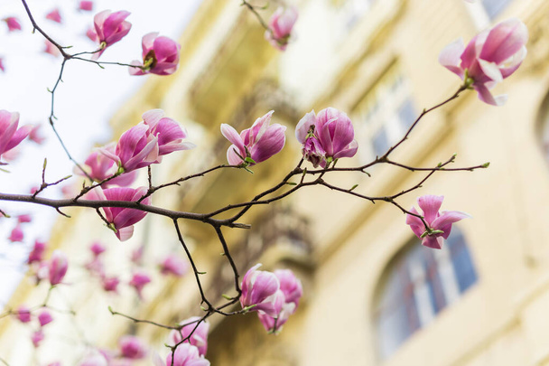 Bloeiende magnolia boom in de lente in de stad. Magnolia bloeit in het voorjaar. Kopieer ruimte en lege plaats voor reclame. - Foto, afbeelding