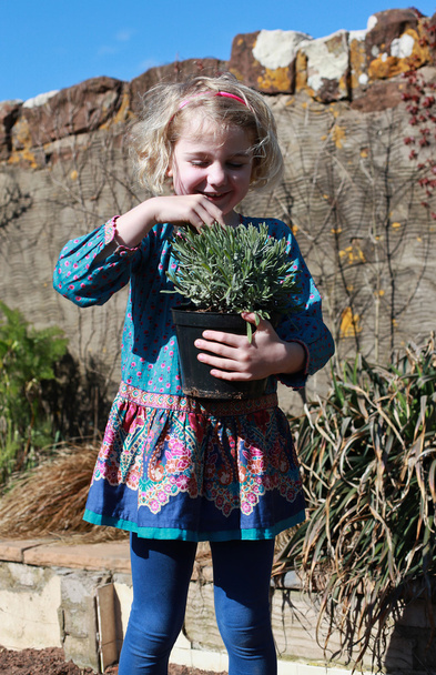 Mooi meisje die een pot van lavendel - Foto, afbeelding